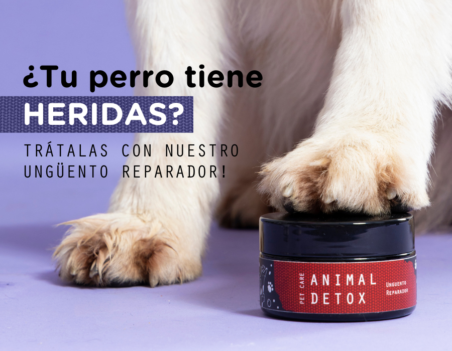 ¿Qué producto usar si tu perrito tiene heridas?