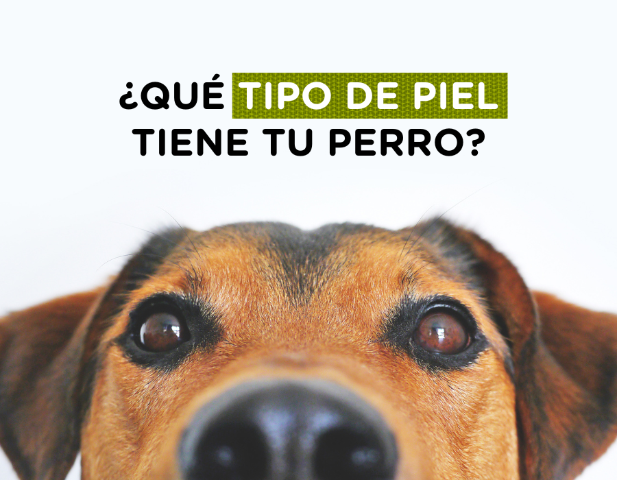 ¿Qué tipo de piel tiene tu perro?