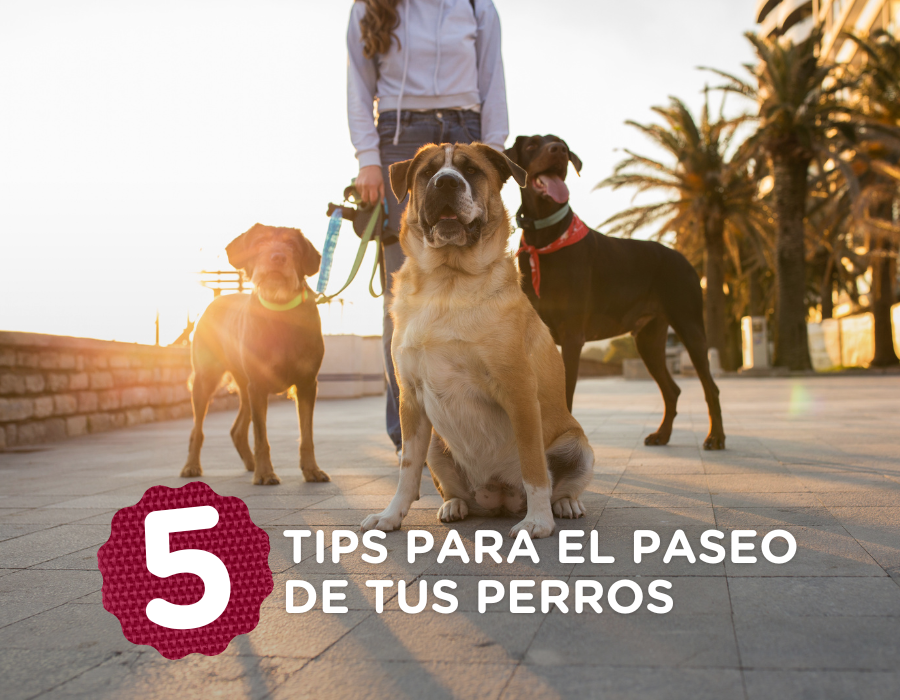 5 Consejos Clave para Garantizar la Seguridad en los Paseos de tu Perro.