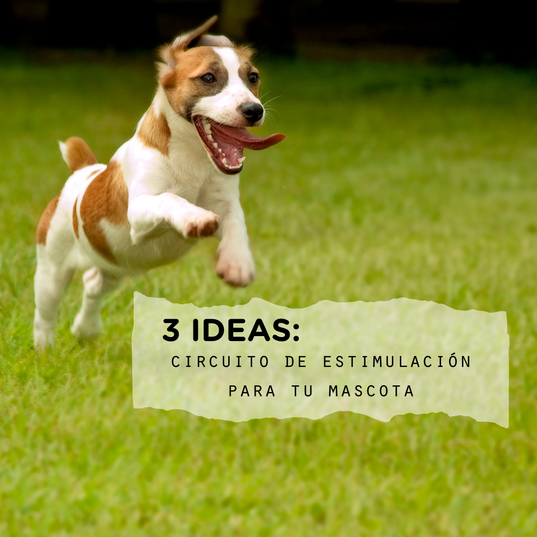 Circuitos de Estimulación para Tu Mascota: 3 Ideas con materiales que tienes en casa