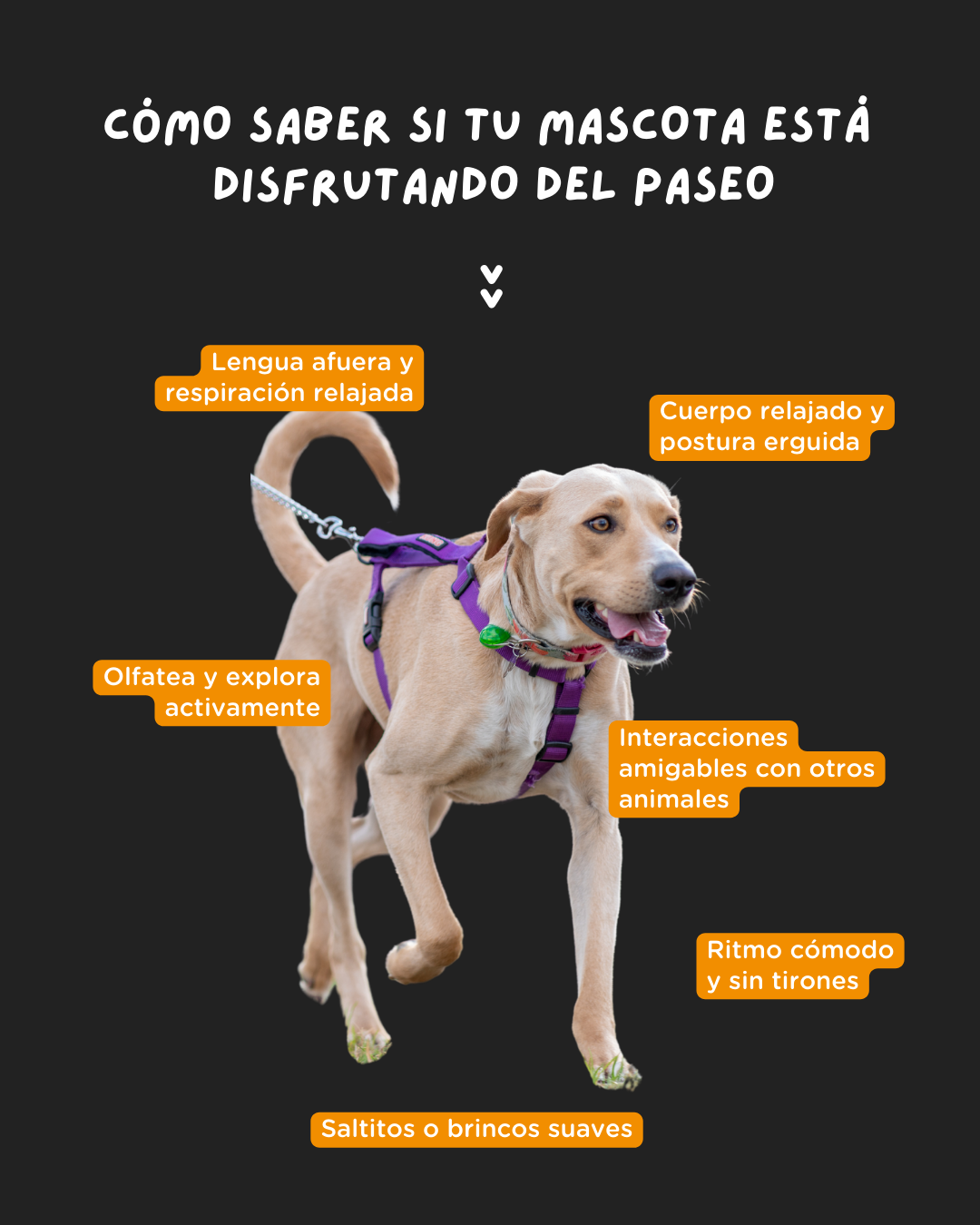 7 señales: ¿Cómo saber si tu mascota está disfrutando del paseo?