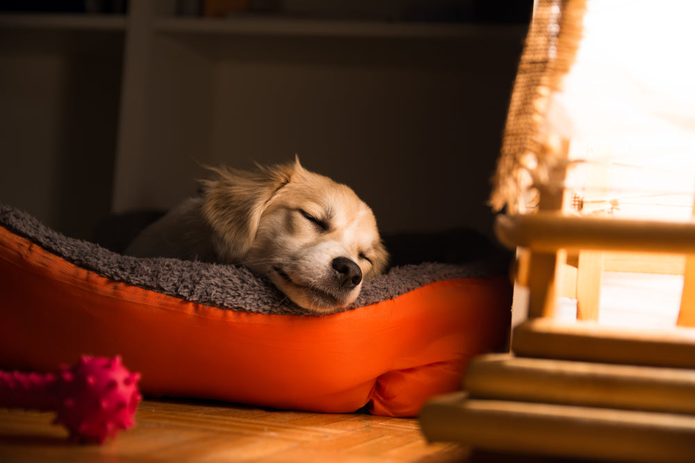 Crea un ambiente tranquilo para tu mascota en estas fiestas de fin de año