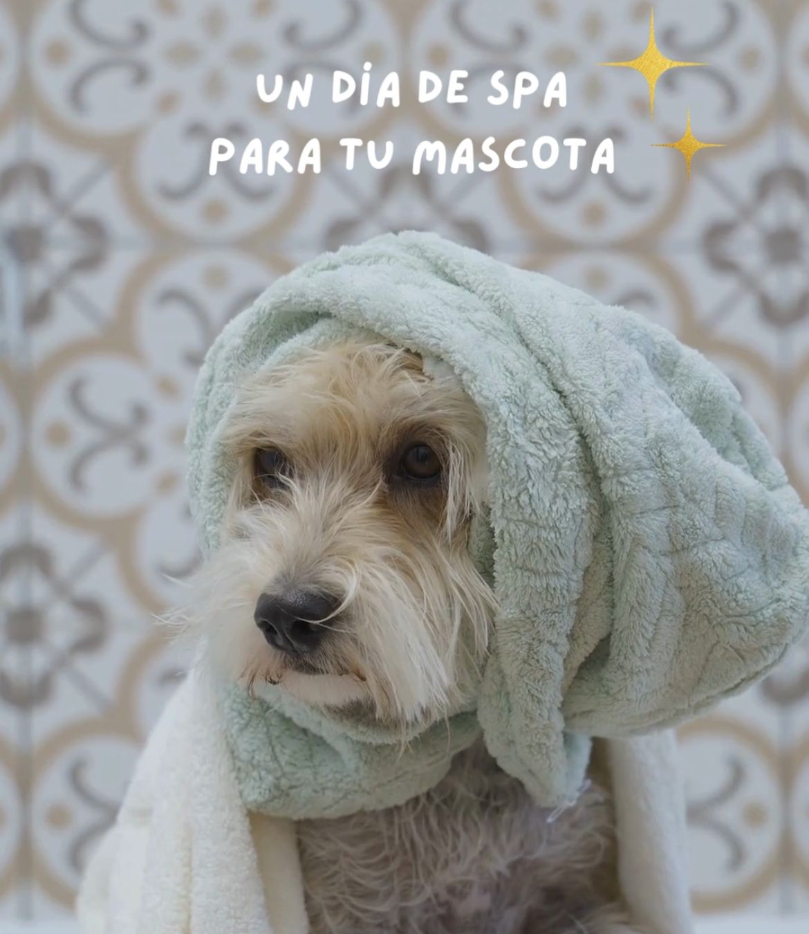 Regálale un día de spa a tu mascota con Animal Detox